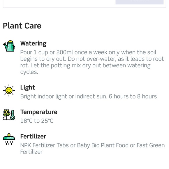 Plant Air purifier mother-in-law tongue snake - Picture 9 of 9